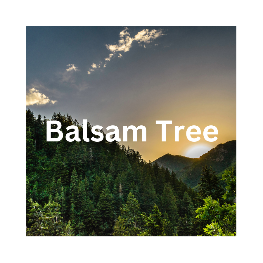 Balsam Tree Wax Melt