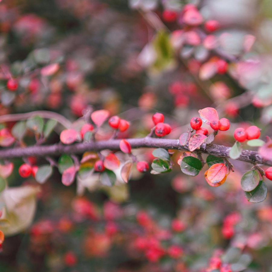 Cranberry Wood Wax Melt