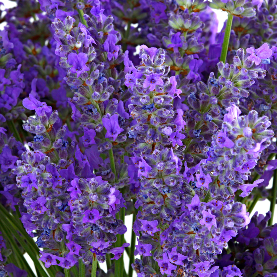 Fresh Lavender Candle