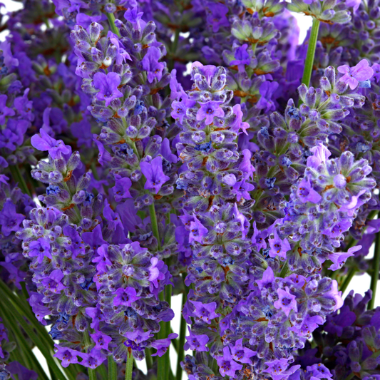 Fresh Lavender Candle