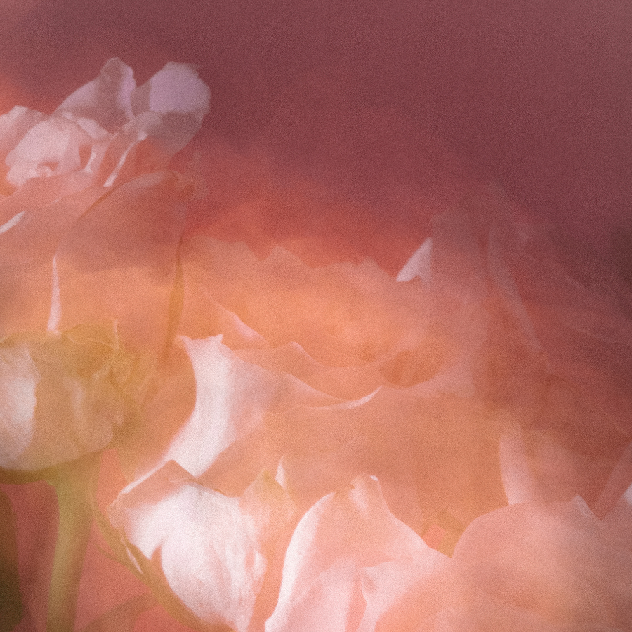 Golden Rose Wax Melt