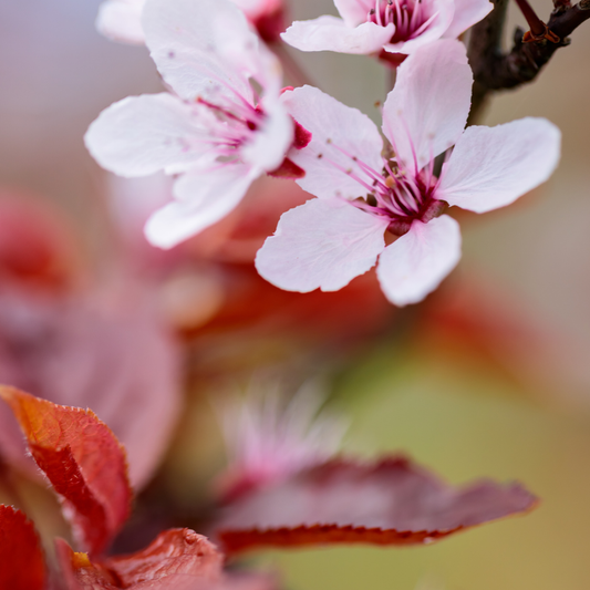 Sakura Blossom Wax Melt