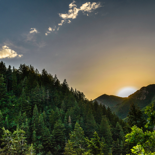 Balsam Tree Wax Melt - 1 oz