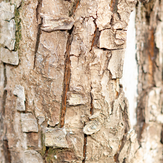 Vanilla Wood Wax Melt Bar